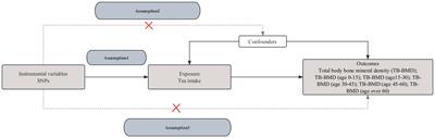 Tea intake and total body bone mineral density of all ages: a Mendelian randomization analysis